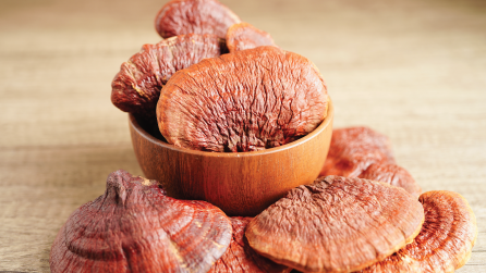 The Power of Ganoderma